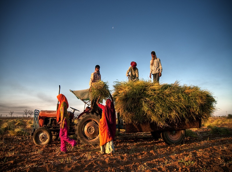 india family faeming harvesting crops