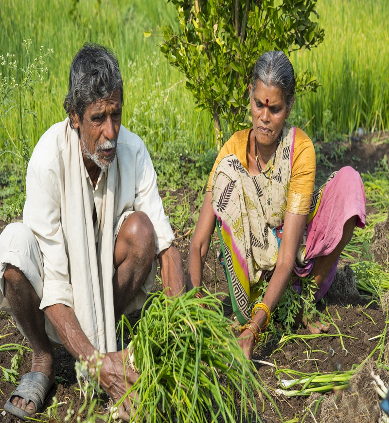indian farmer with family working in onion field, india.
