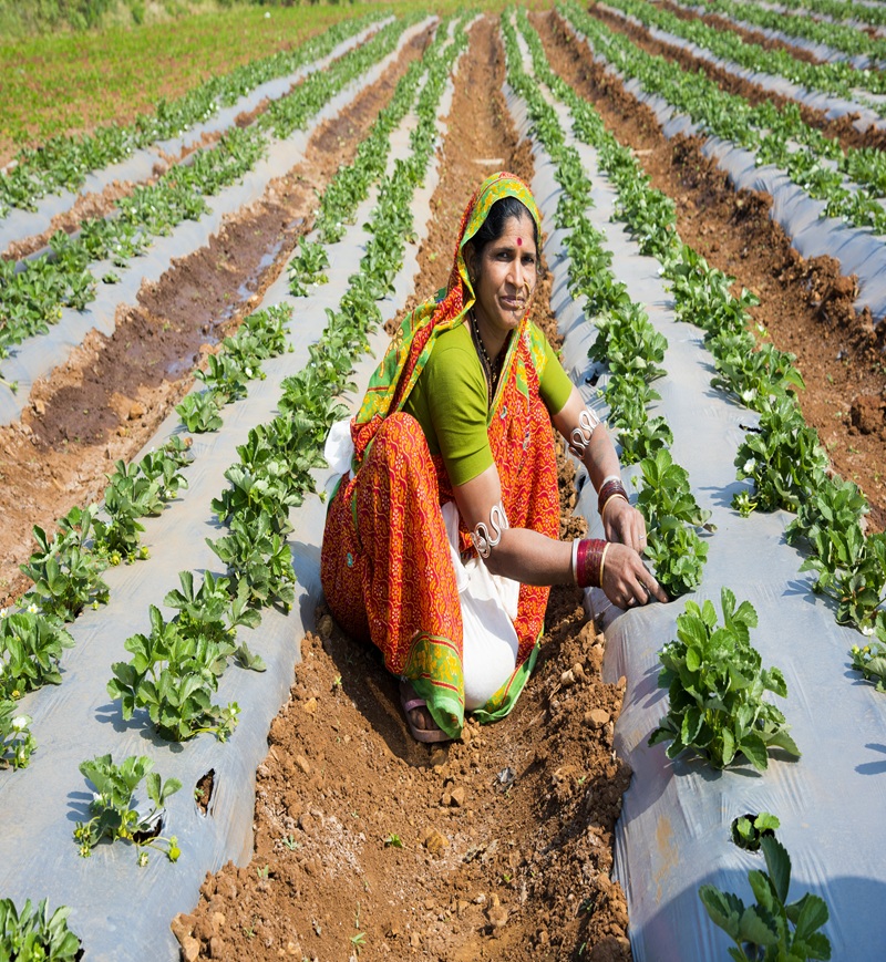 women farmer giving fertilizer to strawberry plant at strawberry farm